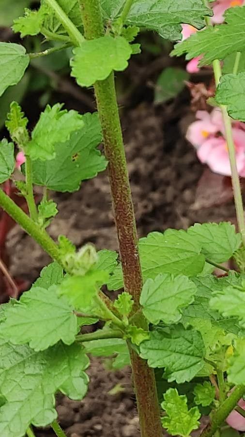Anisodontea scabrosa bark