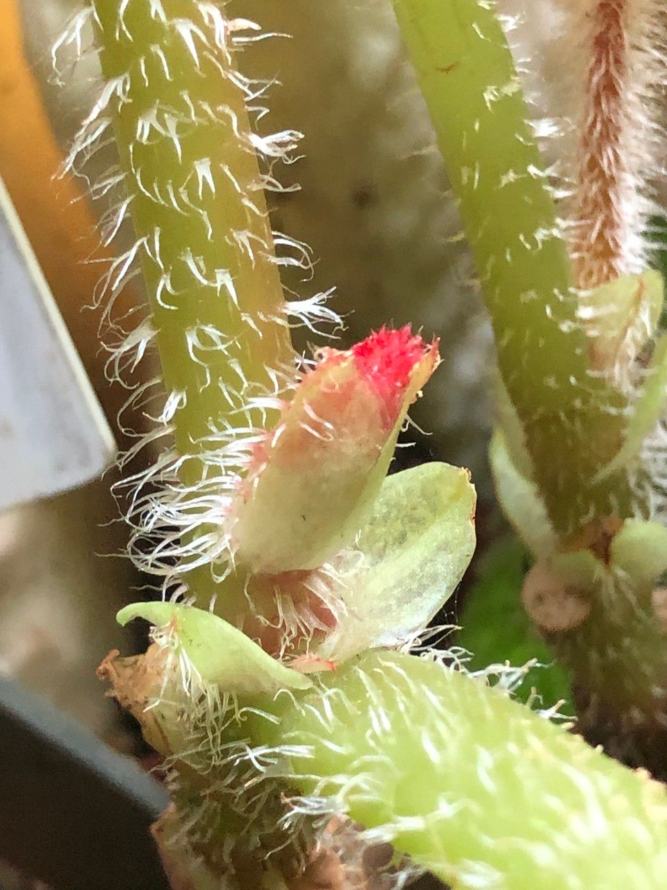 Begonia paulensis flower