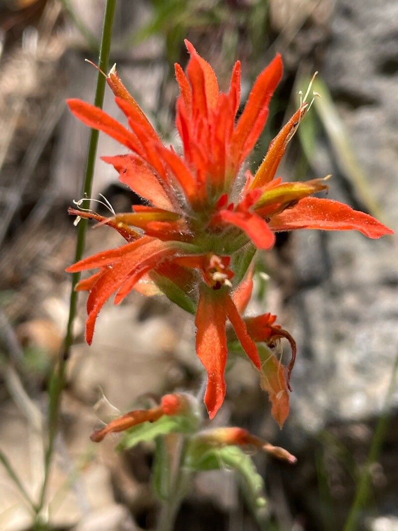 Castilleja pruinosa flower