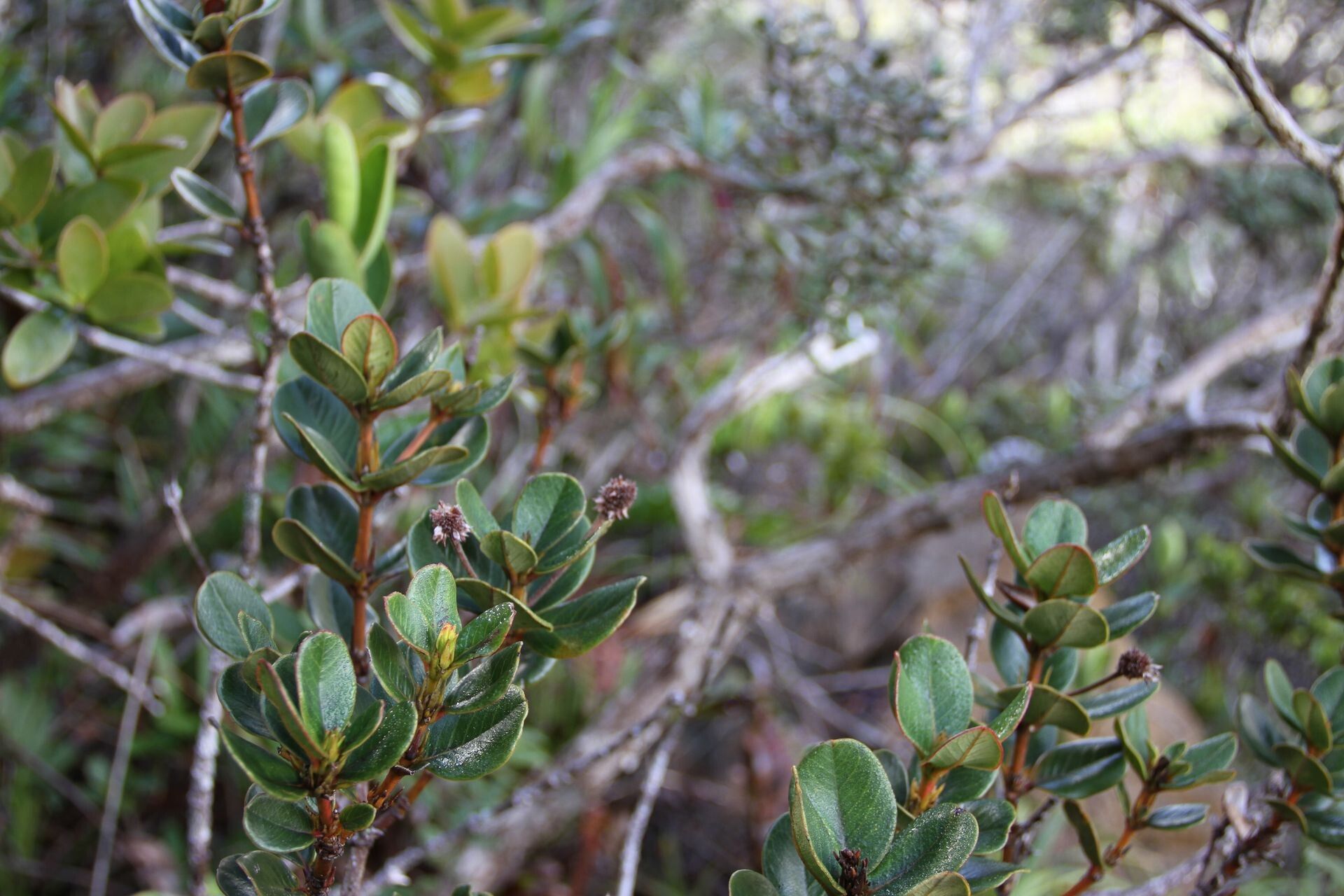 Pancheria humboldtiana — search result for 'Cunoniaceae'