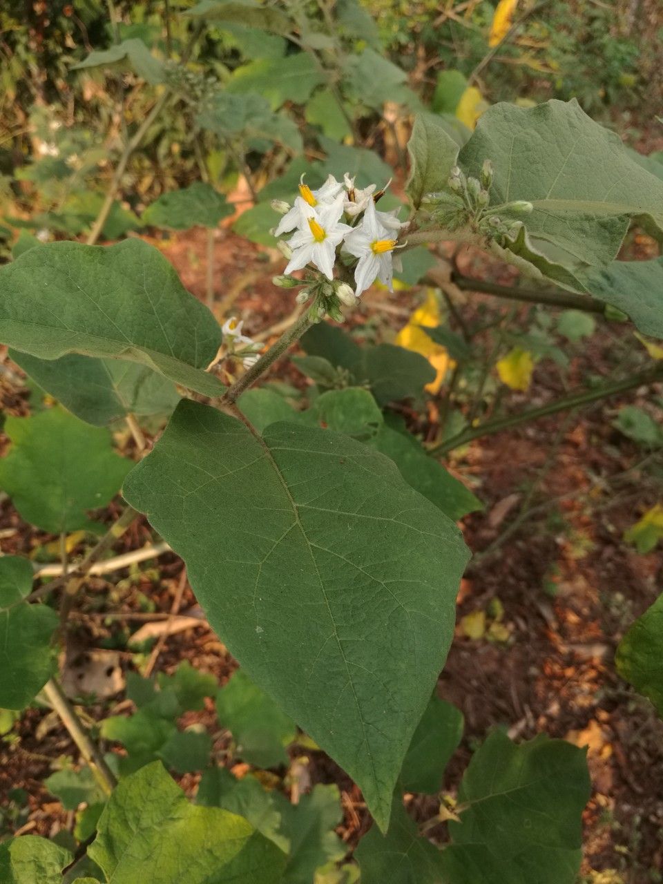 Solanum torvum leaf