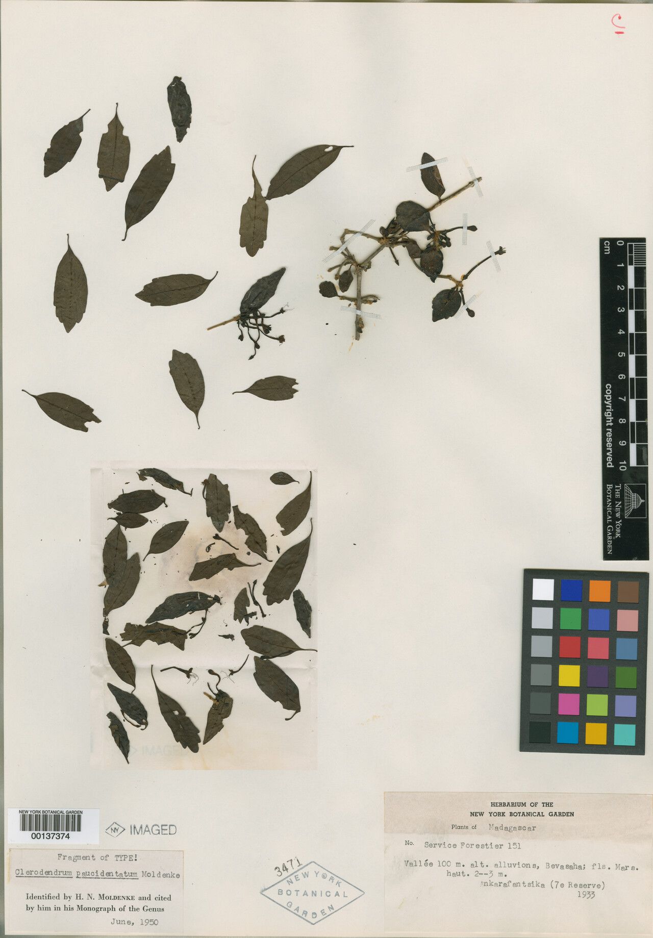 Clerodendrum paucidentatum — houseplant care guide