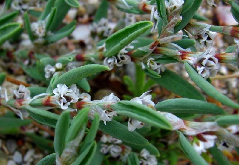 Polygonum glaucum flower