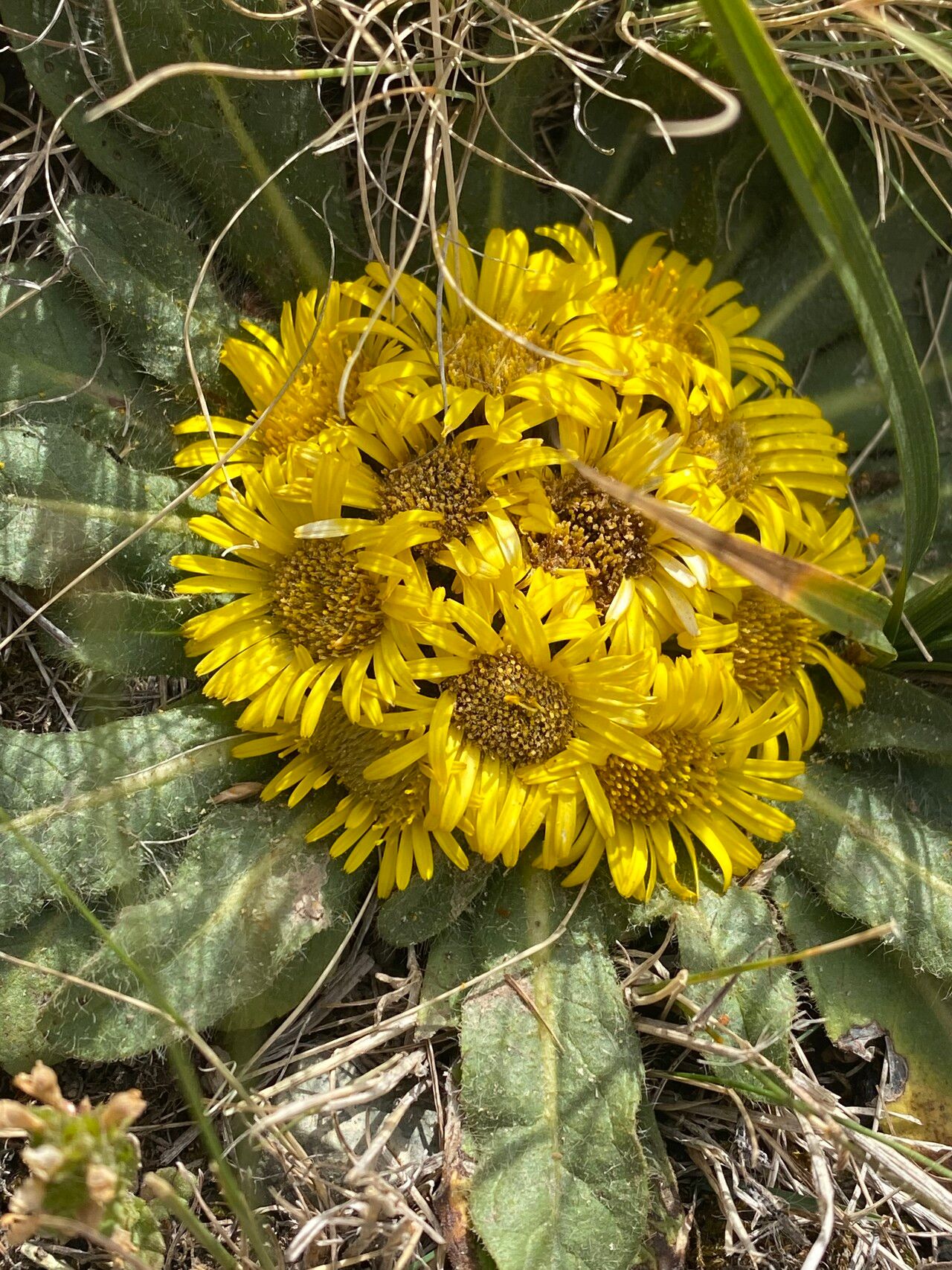 Inula rhizocephala flower