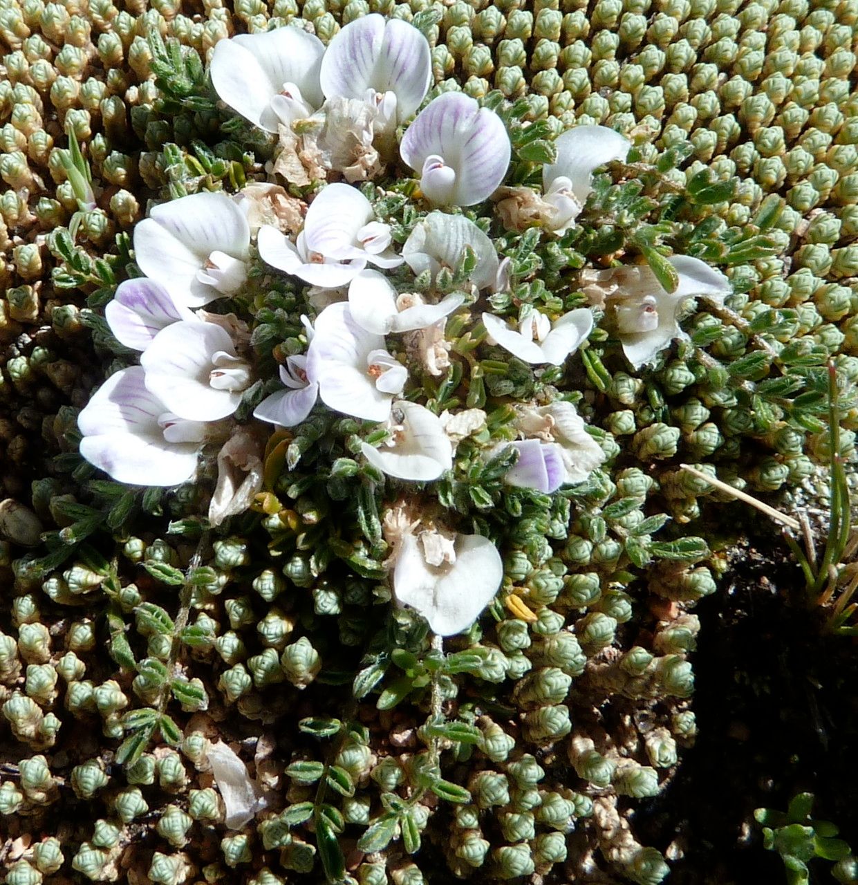 Astragalus micranthellus — houseplant care guide