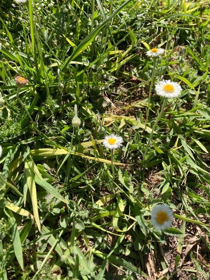 Erigeron pubescens flower