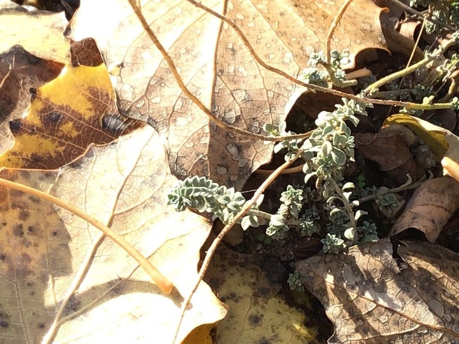Alyssum serpyllifolium — search result for 'Phlox'