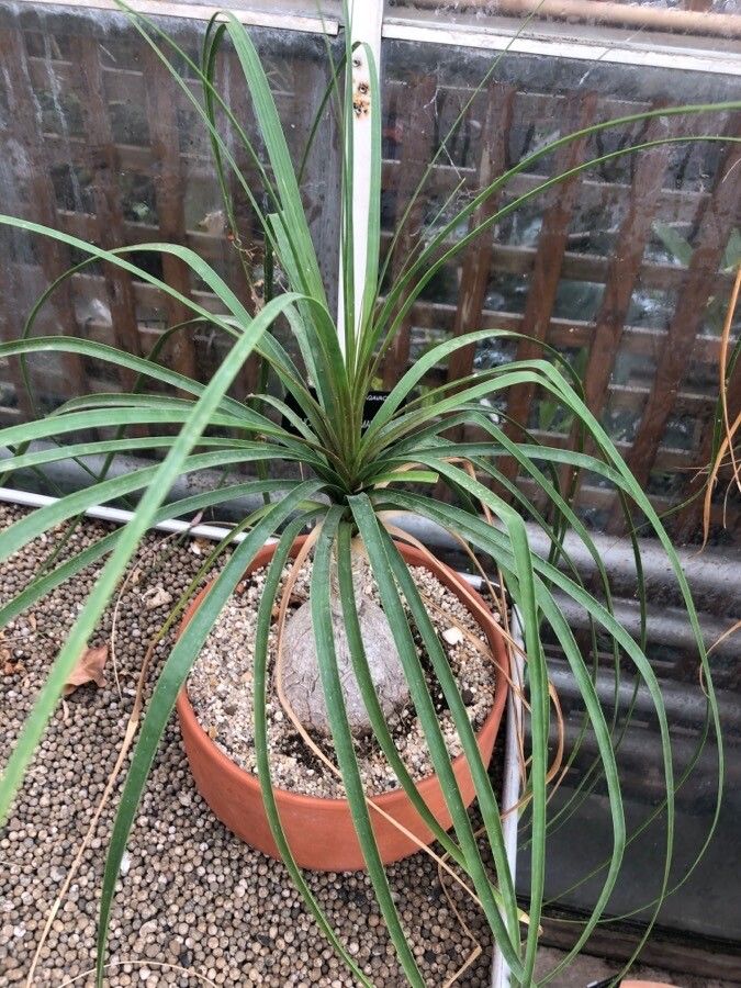Beaucarnea guatemalensis leaf
