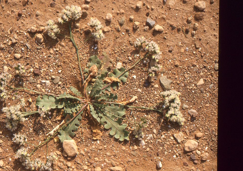 Limonium bonduellei habit