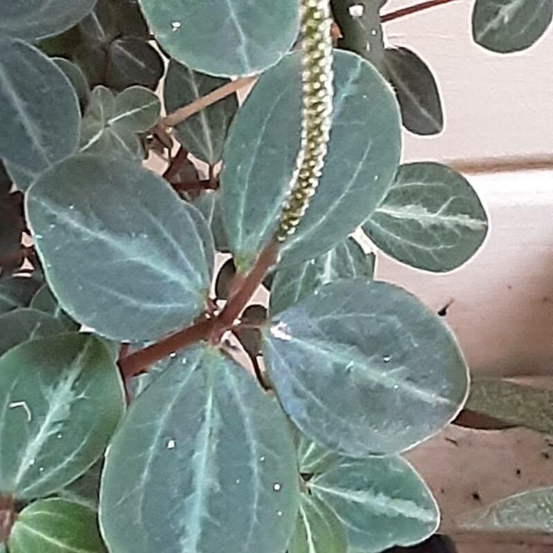 Peperomia verticillata flower