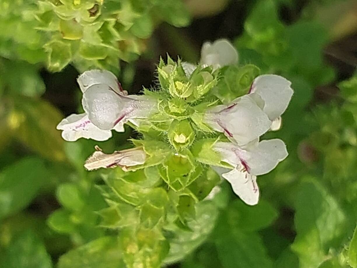 Stachys menthifolia flower