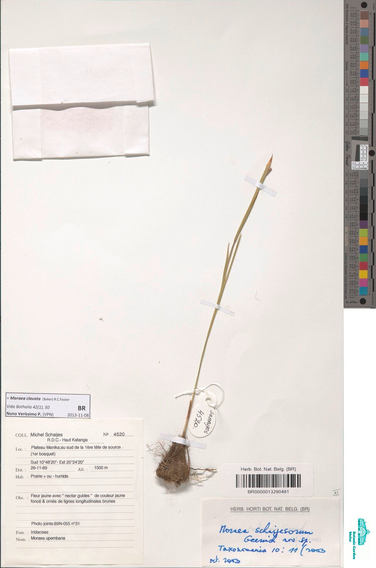 Moraea clavata — houseplant care guide