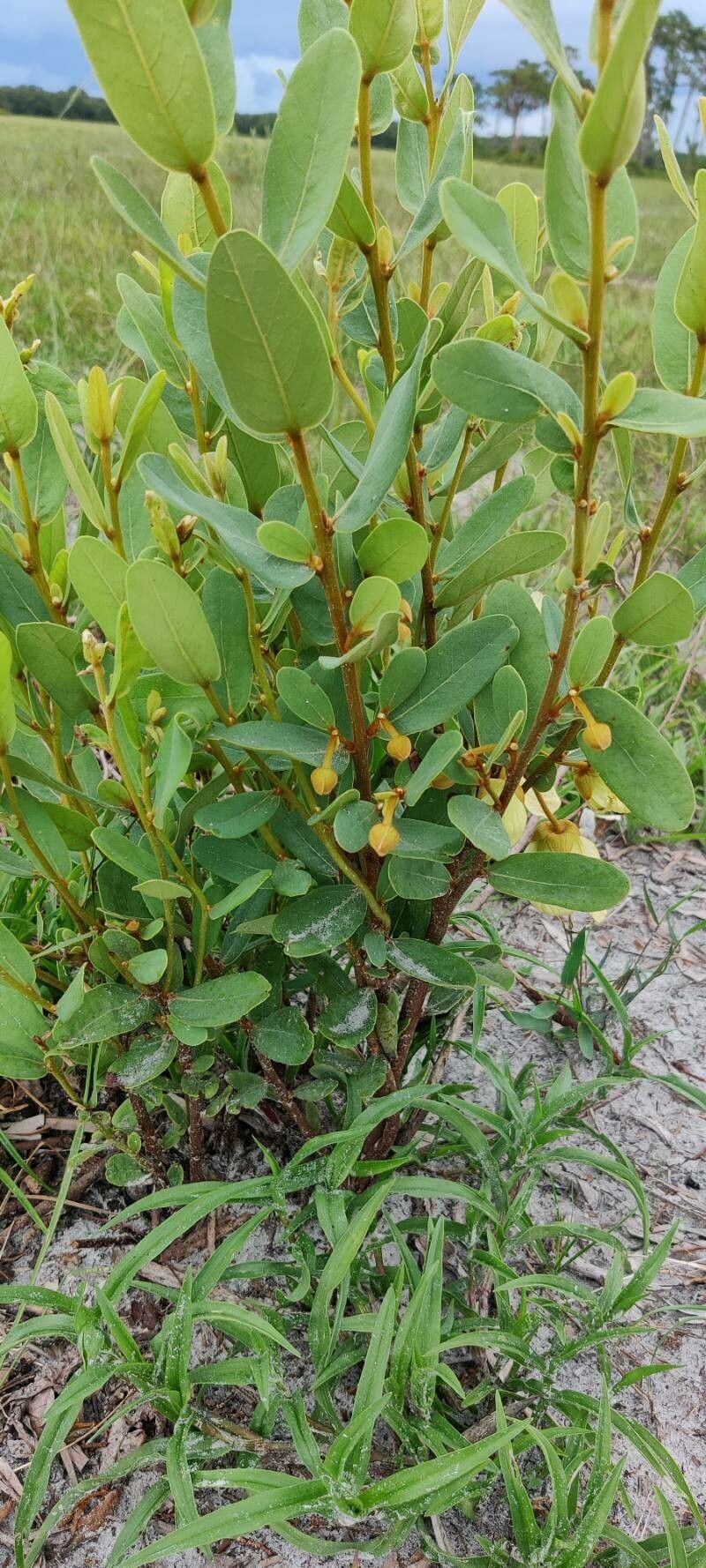 Asimina obovata leaf