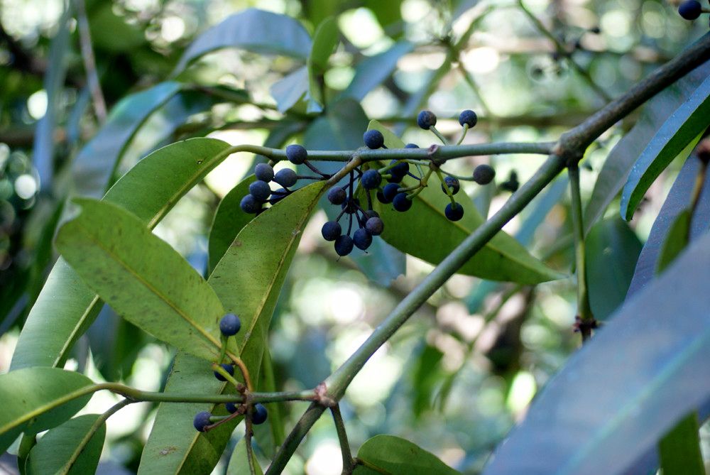Calophyllum tacamahaca fruit