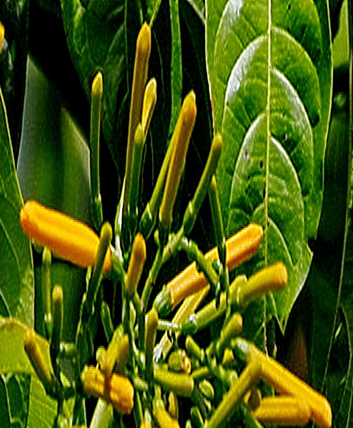 Hamelia macrantha — related species from the same genus