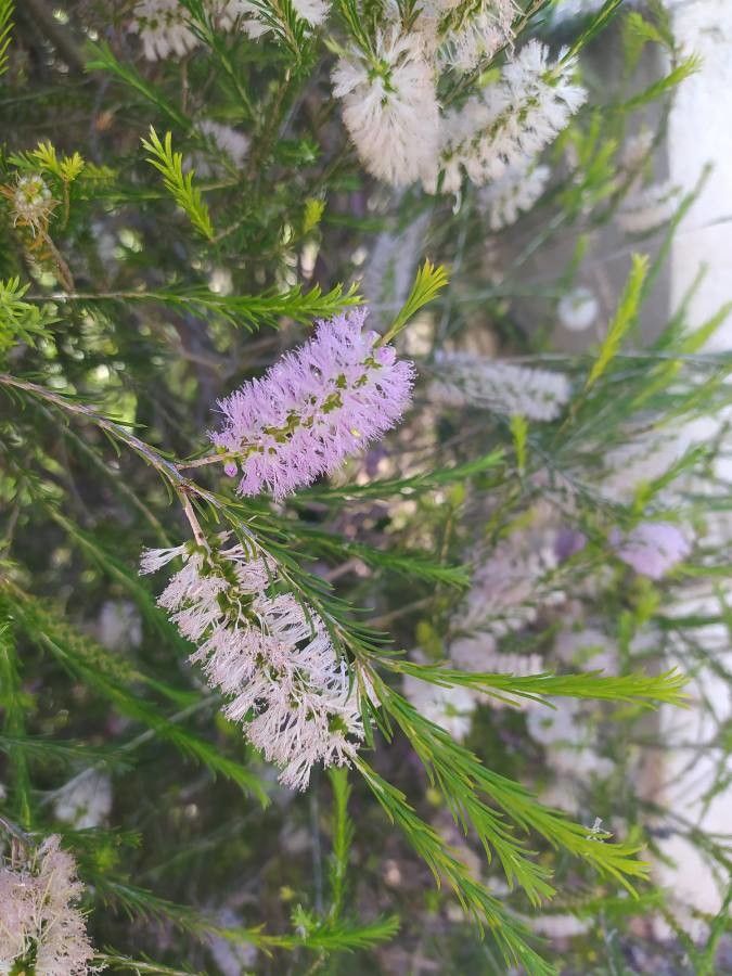 Melaleuca decussata flower