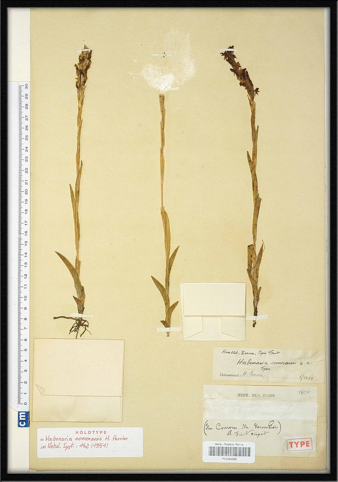 Habenaria comorensis — houseplant care guide