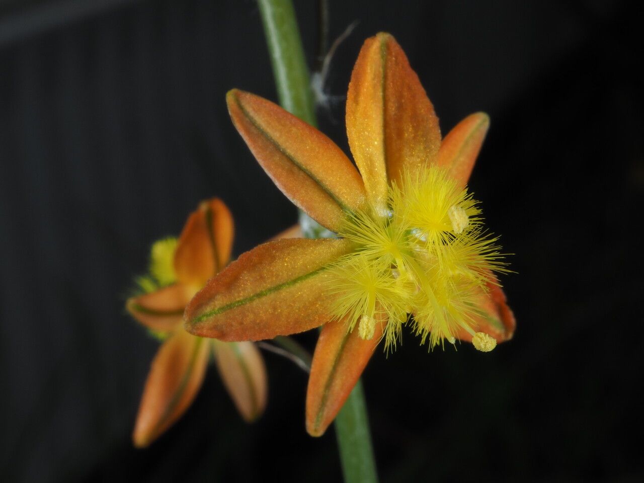 Bulbine frutescens flower