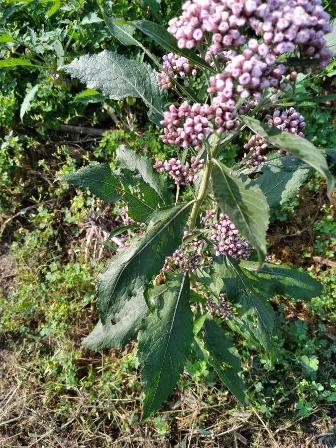 Pluchea camphorata — search result for 'Pluchea'