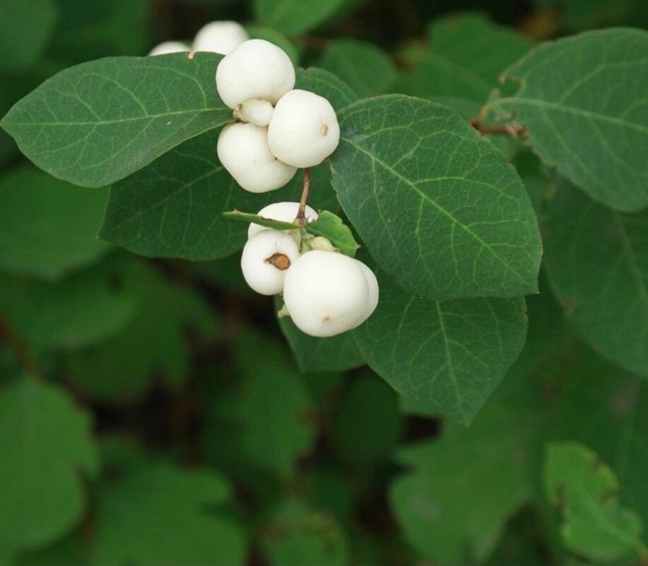 Symphoricarpos mollis fruit