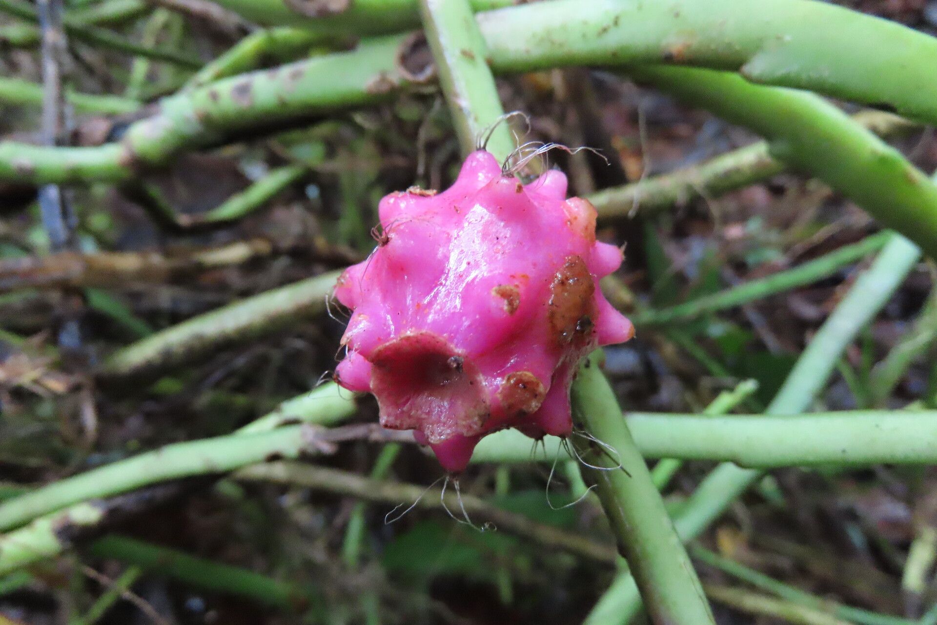 Weberocereus tunilla fruit