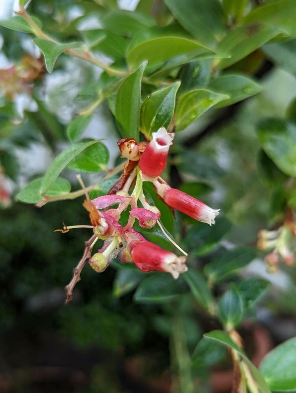 Cavendishia bracteata flower