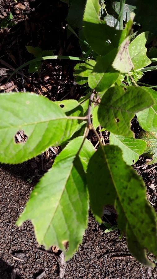 Sidalcea cusickii leaf
