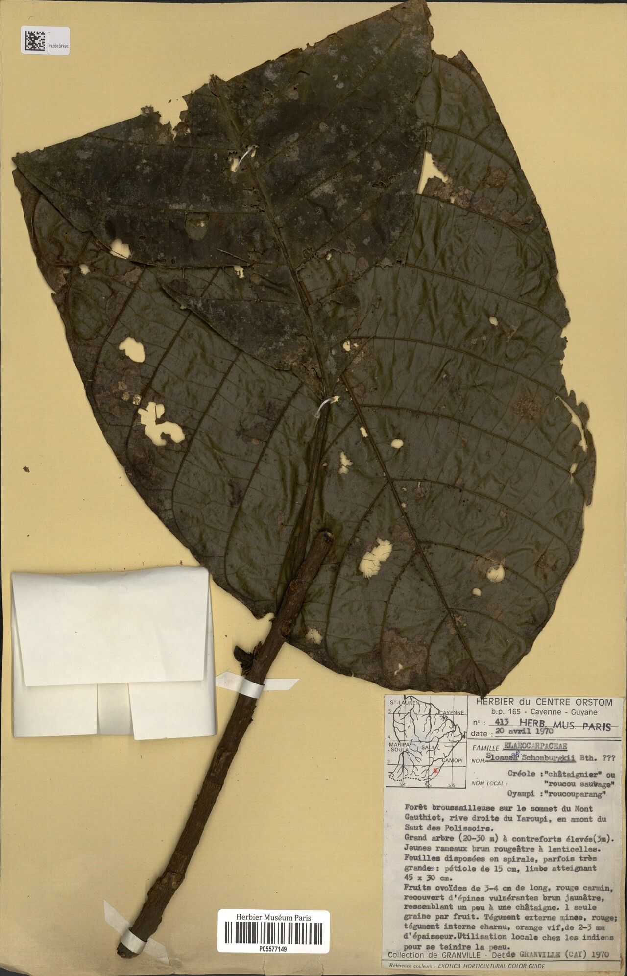 Sloanea schomburgkii — houseplant care guide