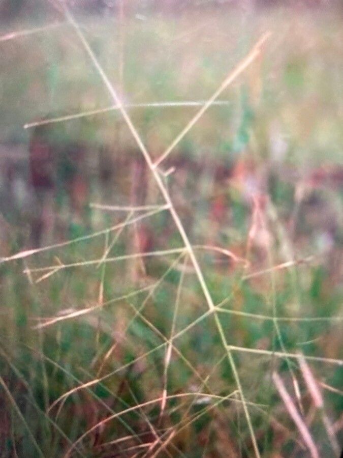 Aristida leptopoda leaf