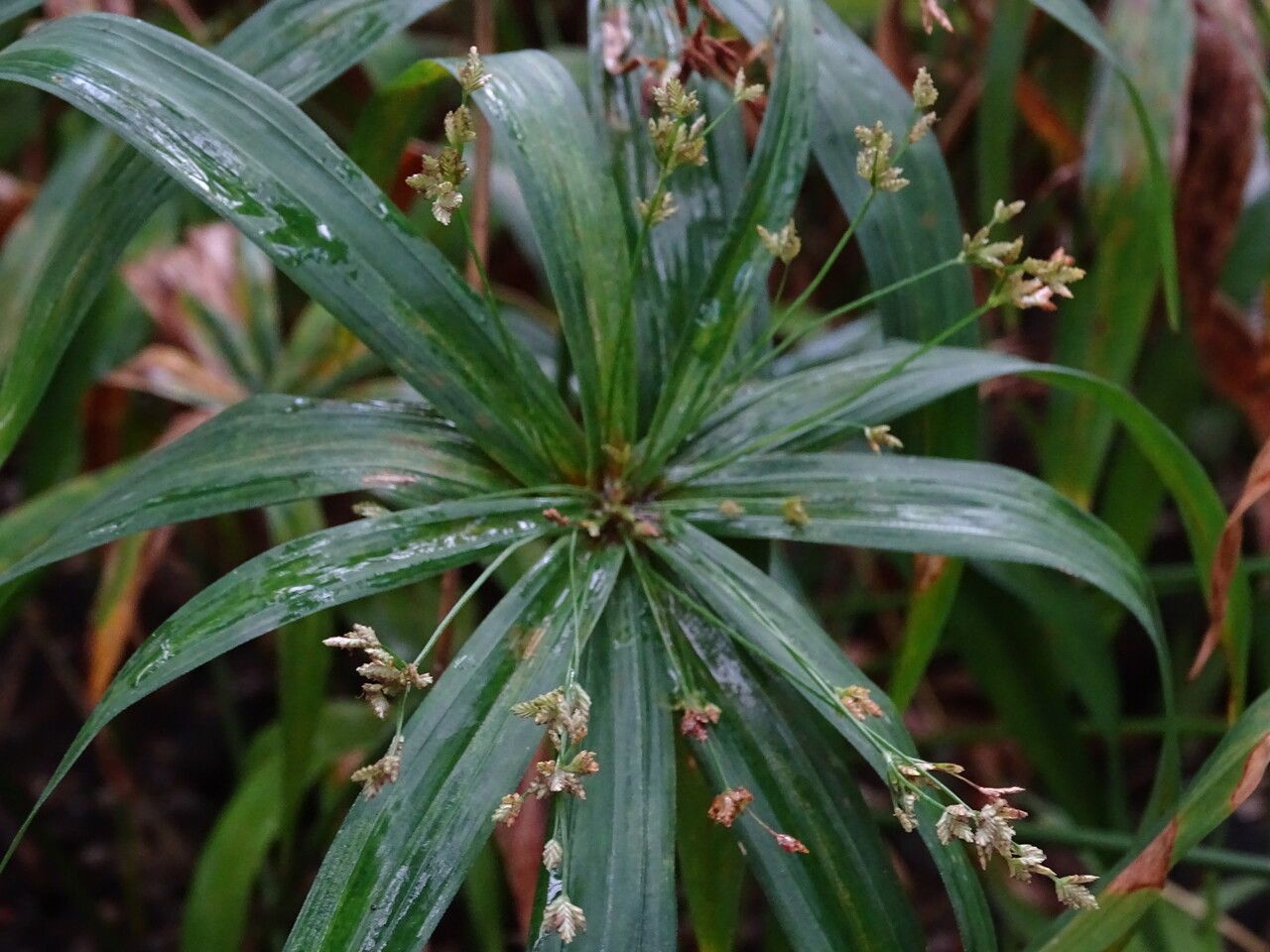 Cyperus mindorensis — search result for 'Cyperus'