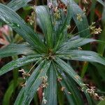 Cyperus mindorensis