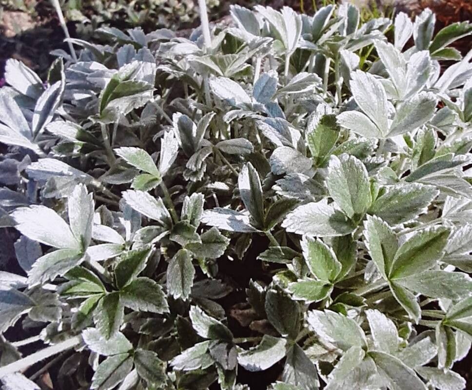 Potentilla deorum — houseplant care guide