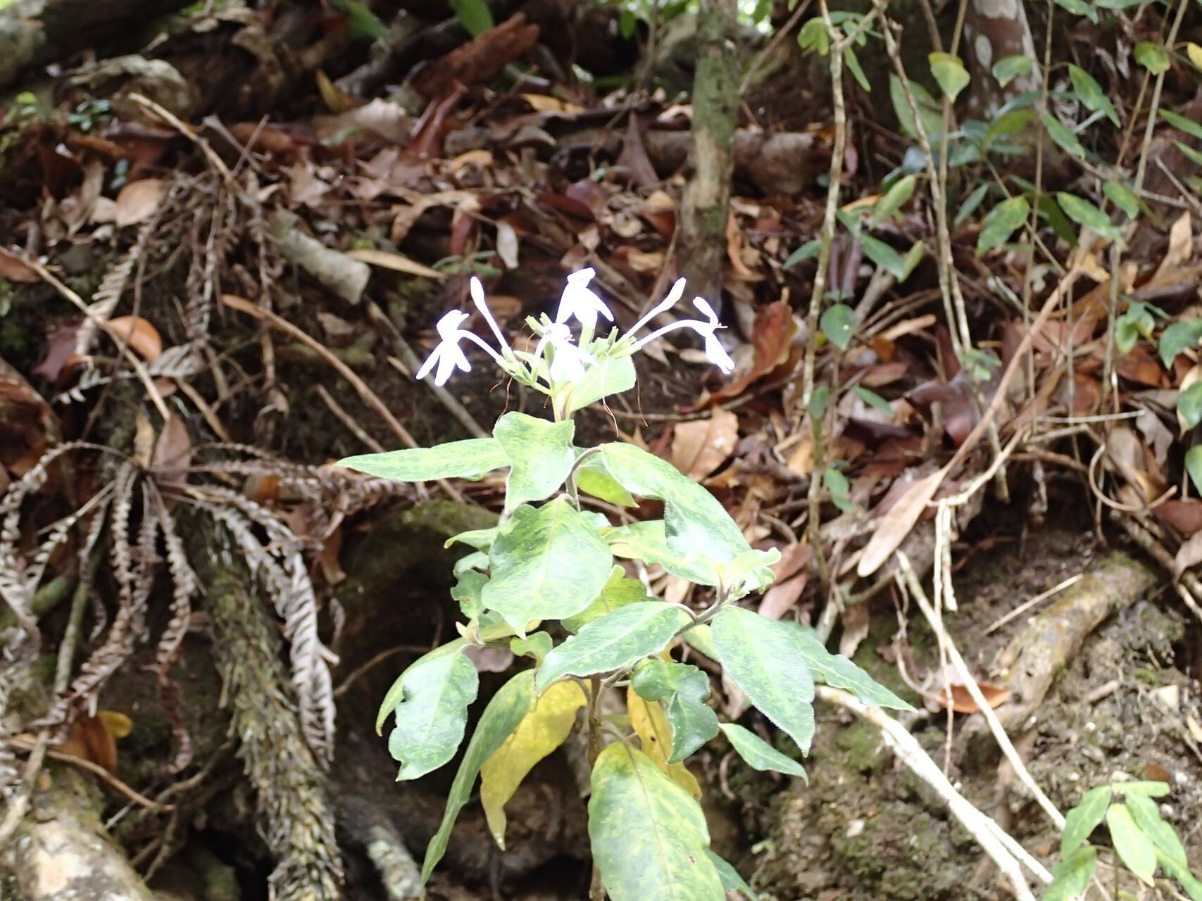 Pseuderanthemum comptonii habit