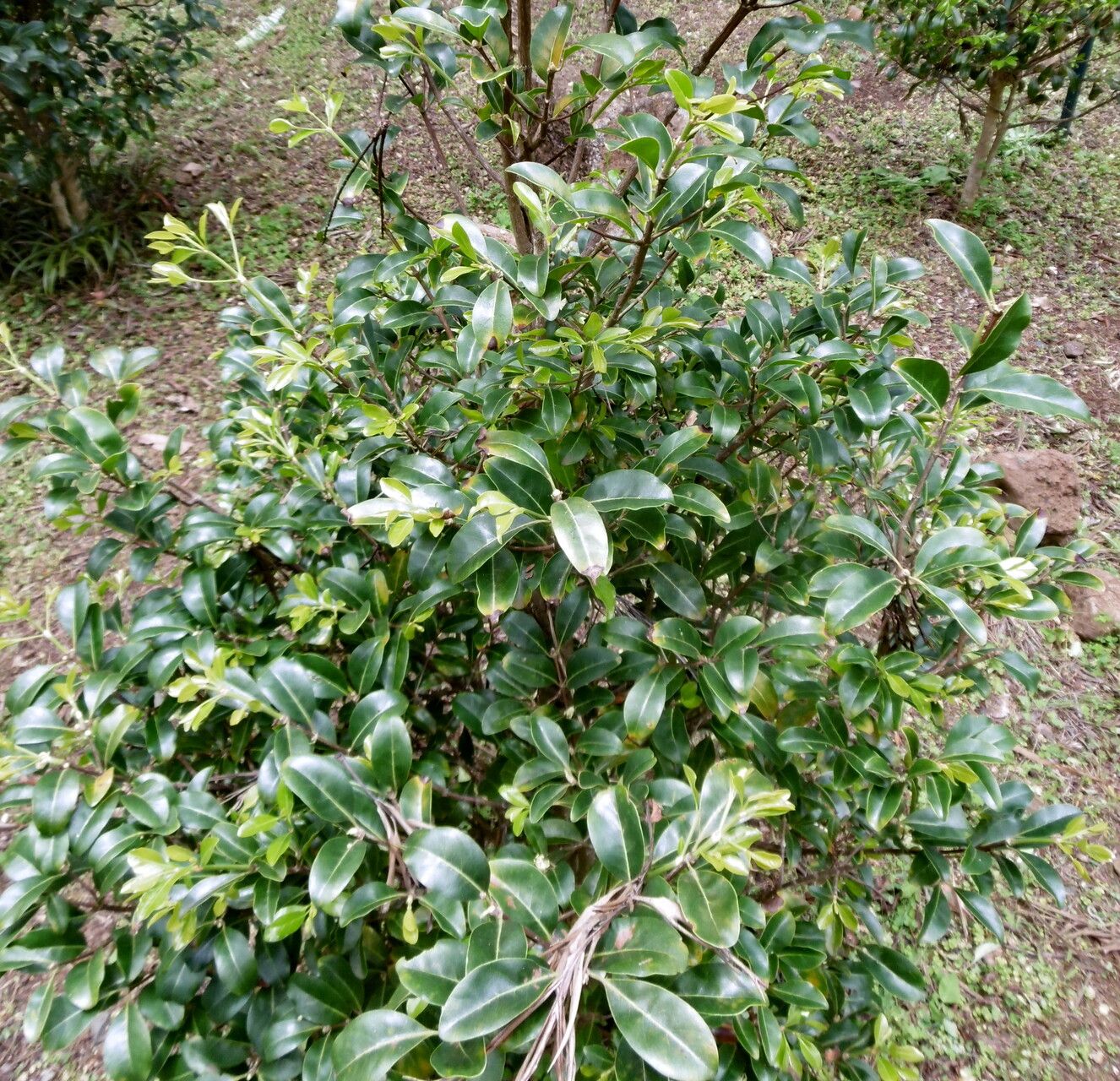 Coffea tsirananae habit