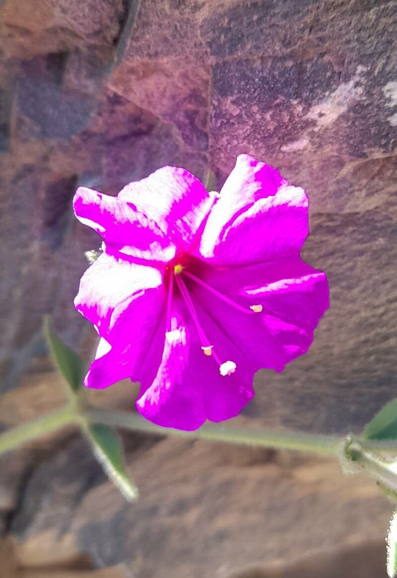 Mirabilis bracteosa flower