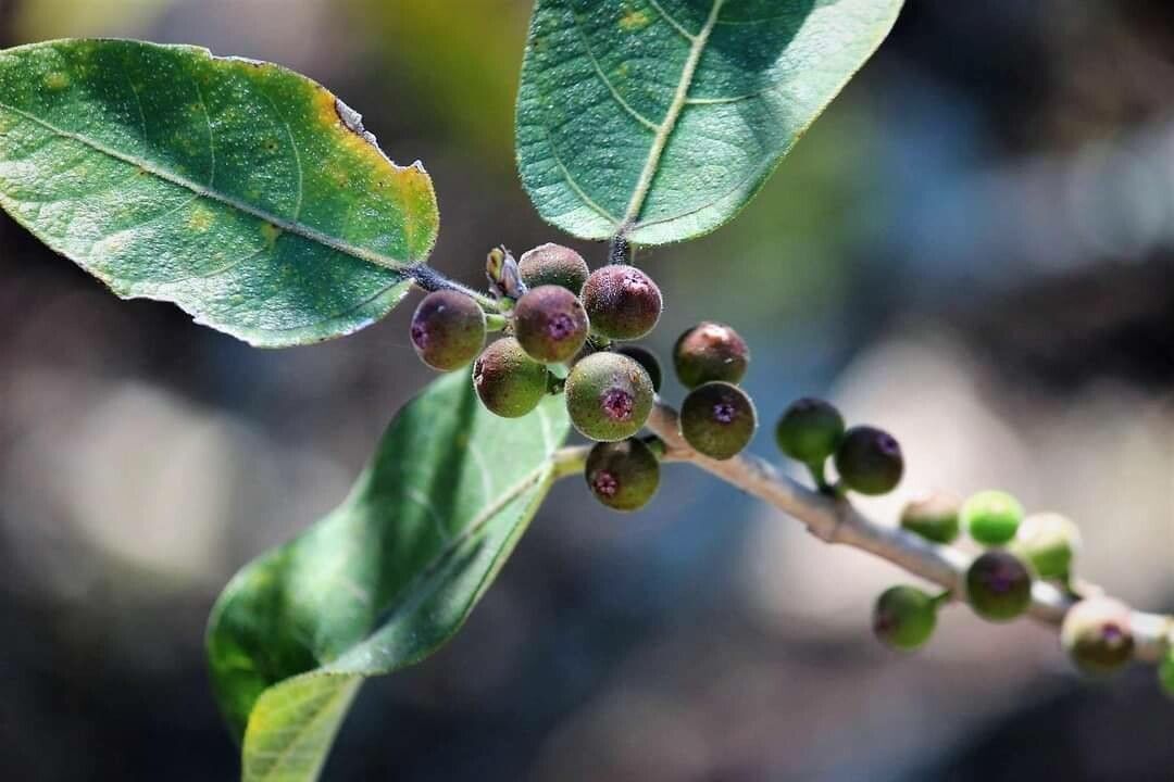 Ficus coronata fruit
