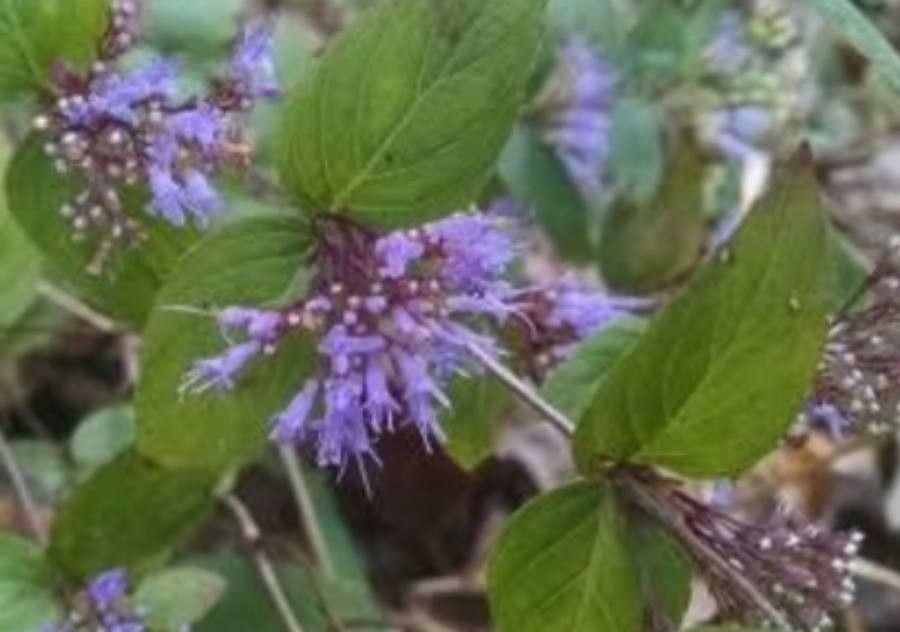 Cunila origanoides flower