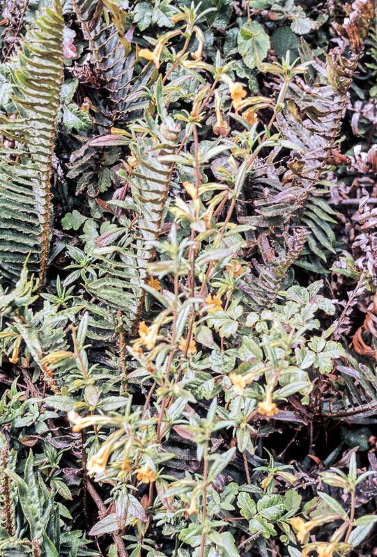 Mimulus aurantiacus flower