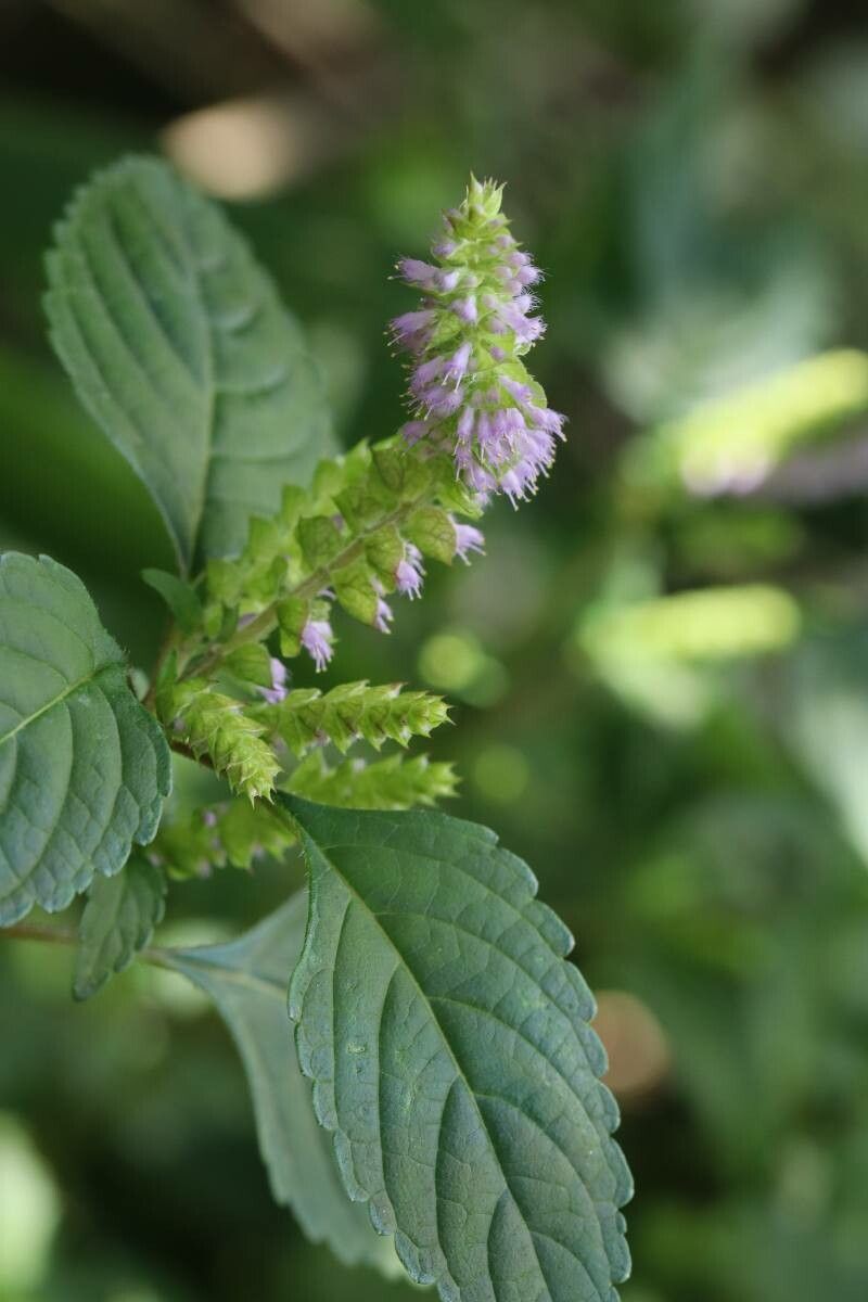 Elsholtzia nipponica — houseplant care guide