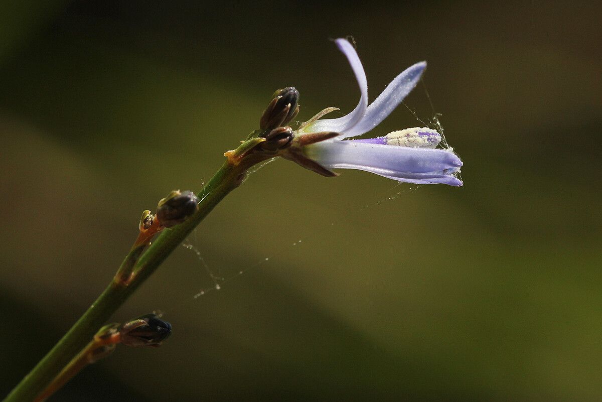 Wahlenbergia subaphylla flower