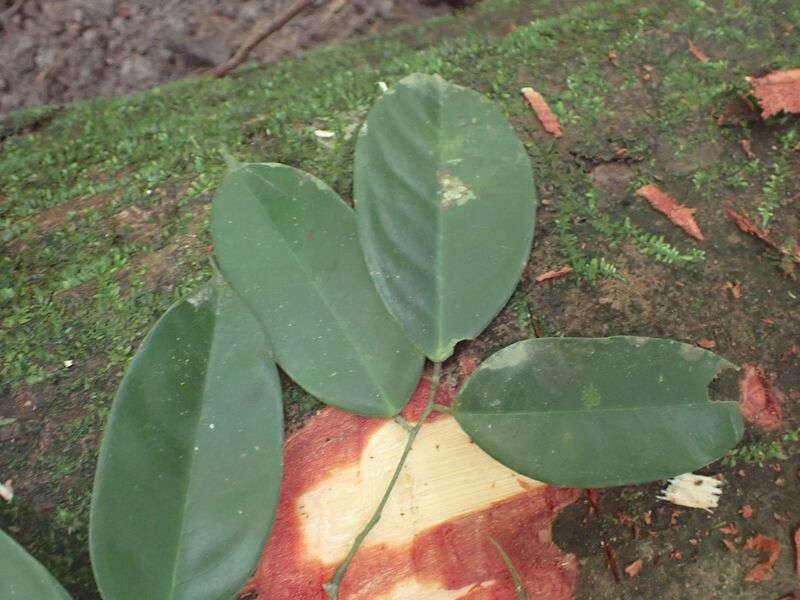 Dialium angolense — related species from the same genus