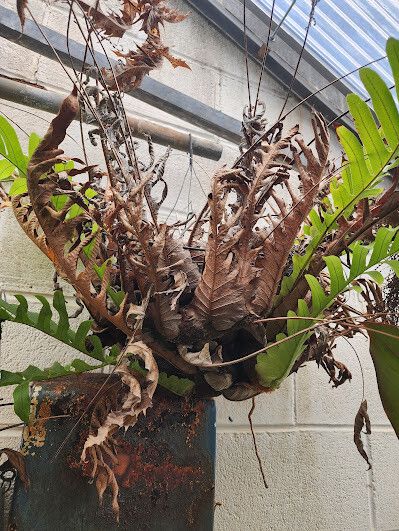 Drynaria meyeniana habit