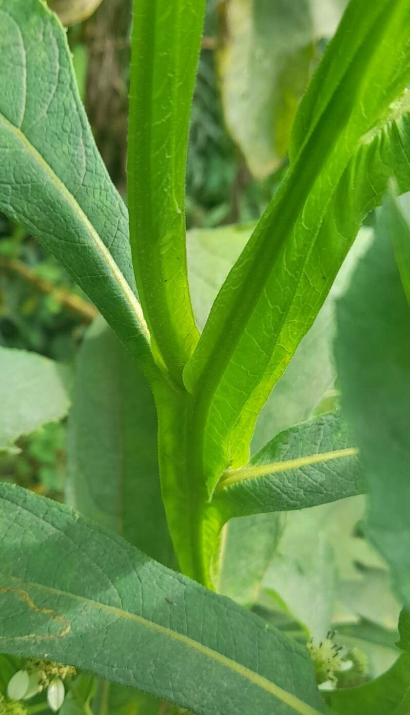 Verbesina macrophylla bark