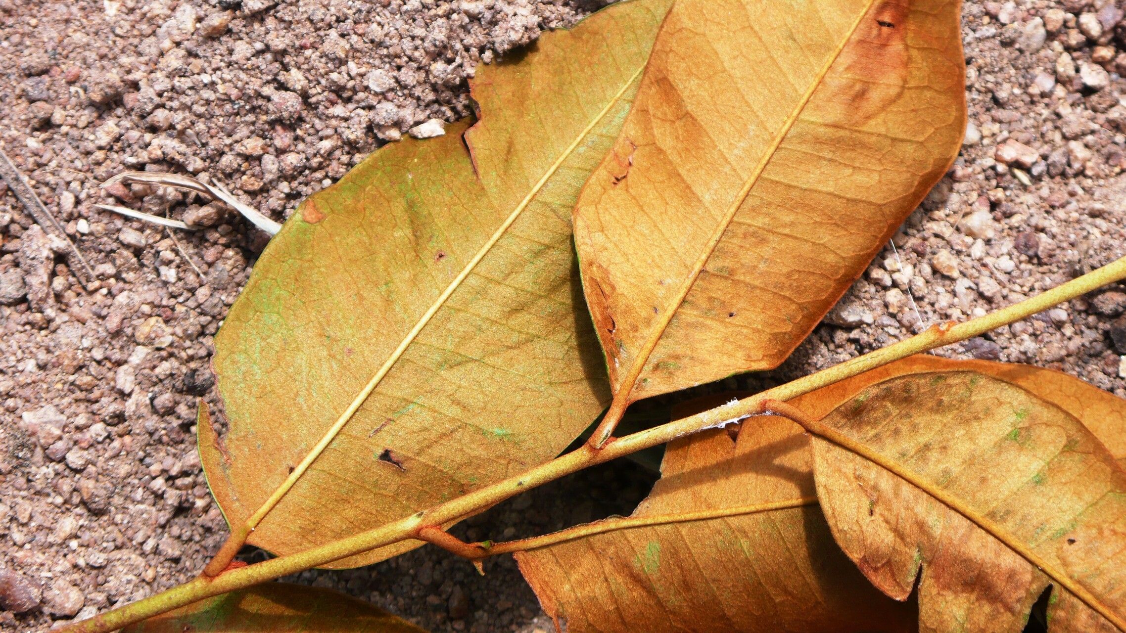 Chrysophyllum rufum — houseplant care guide