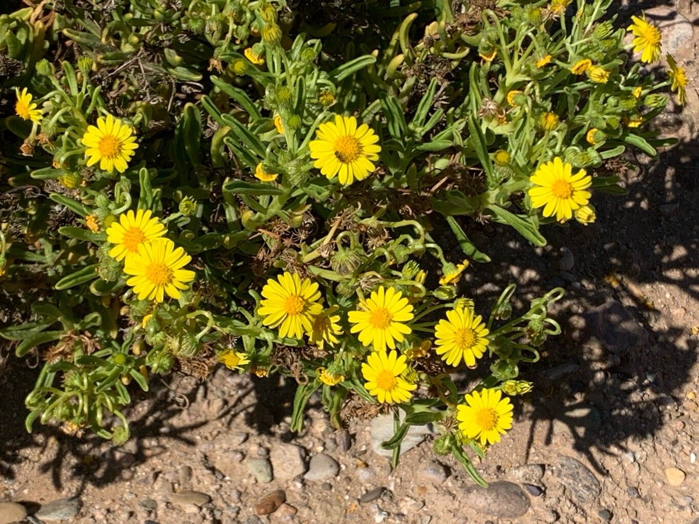 Osteospermum polycephalum flower