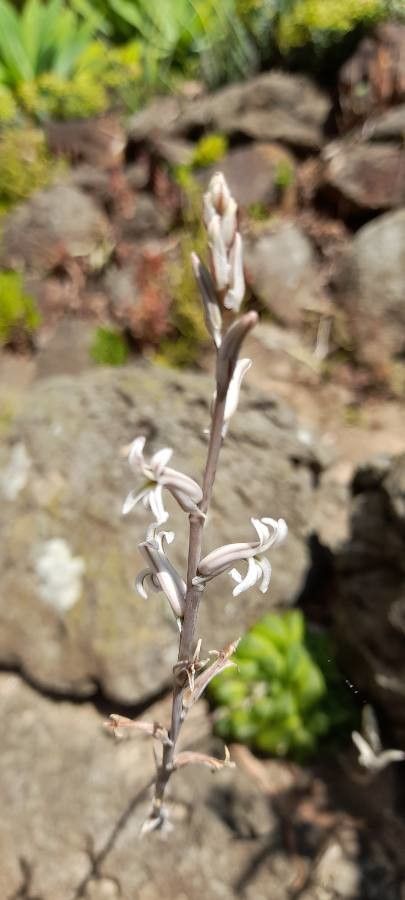 Haworthia retusa flower