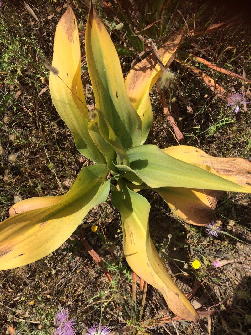 Drimia hesperia — search result for 'Drimia'