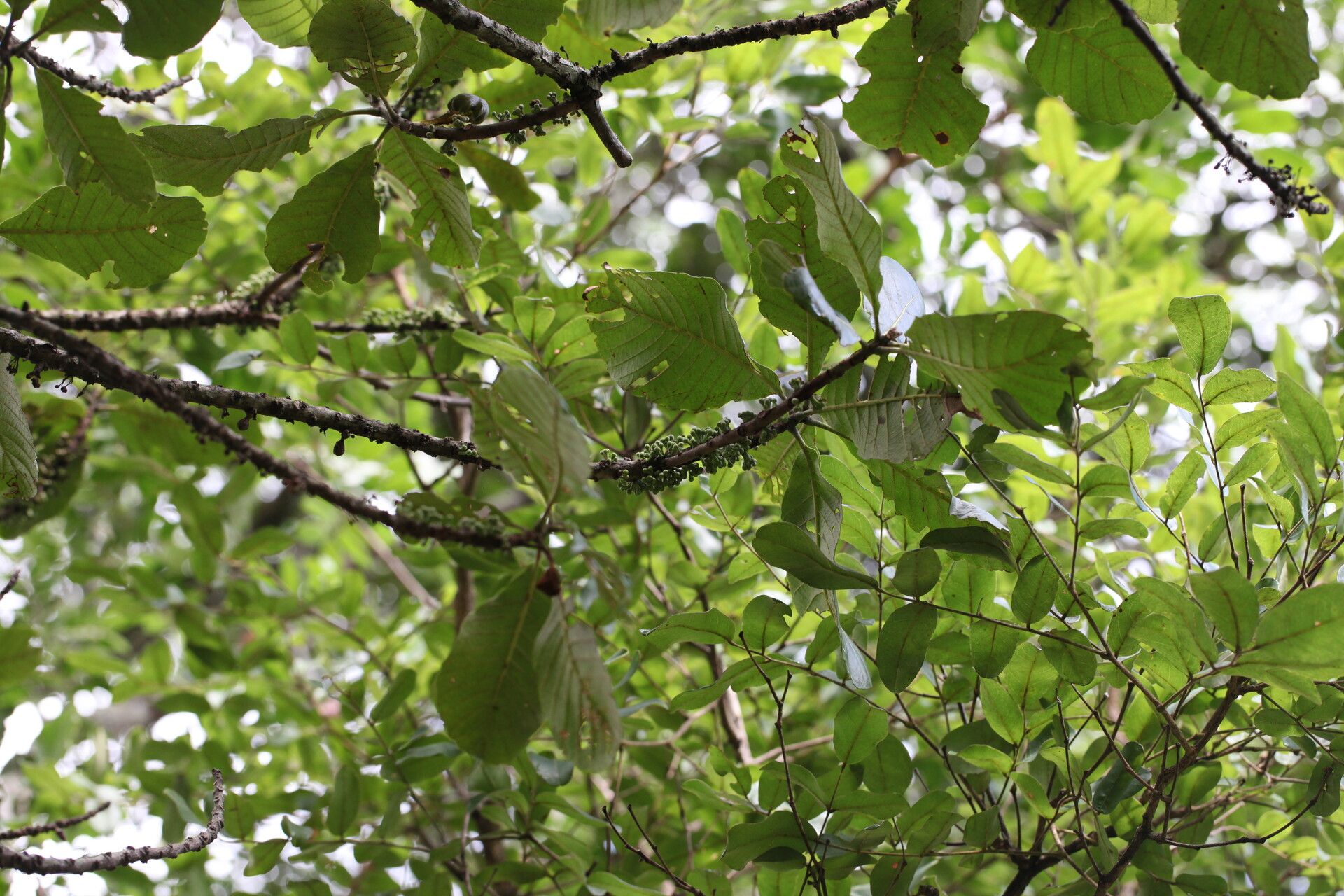 Uapaca kirkiana leaf