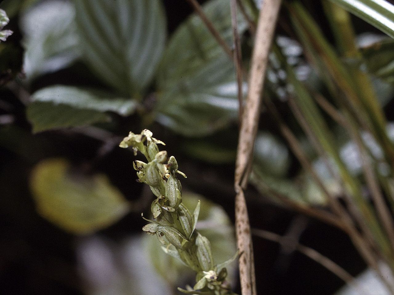 Platanthera aquilonis habit