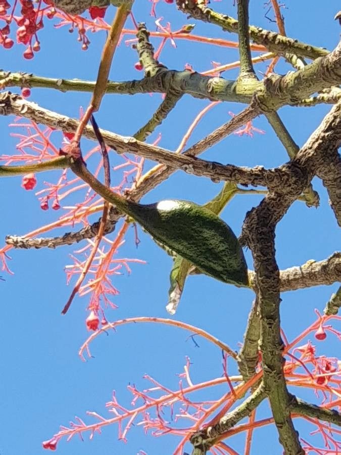 Brachychiton acerifolius fruit
